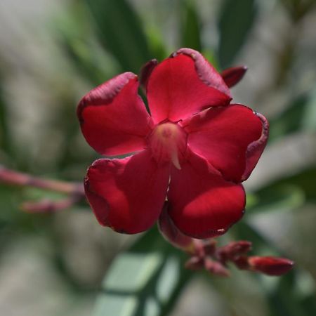 Palmengarten Finning ภายนอก รูปภาพ